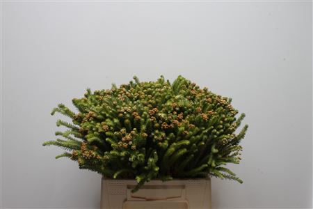 Flor craspedia verde