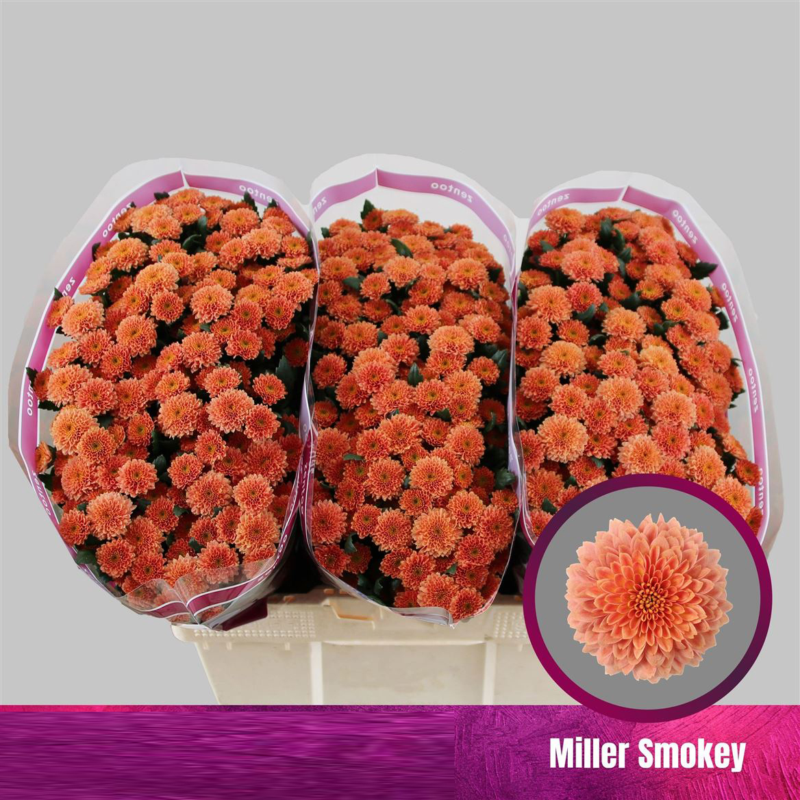 Crisantemo Miller Smokey