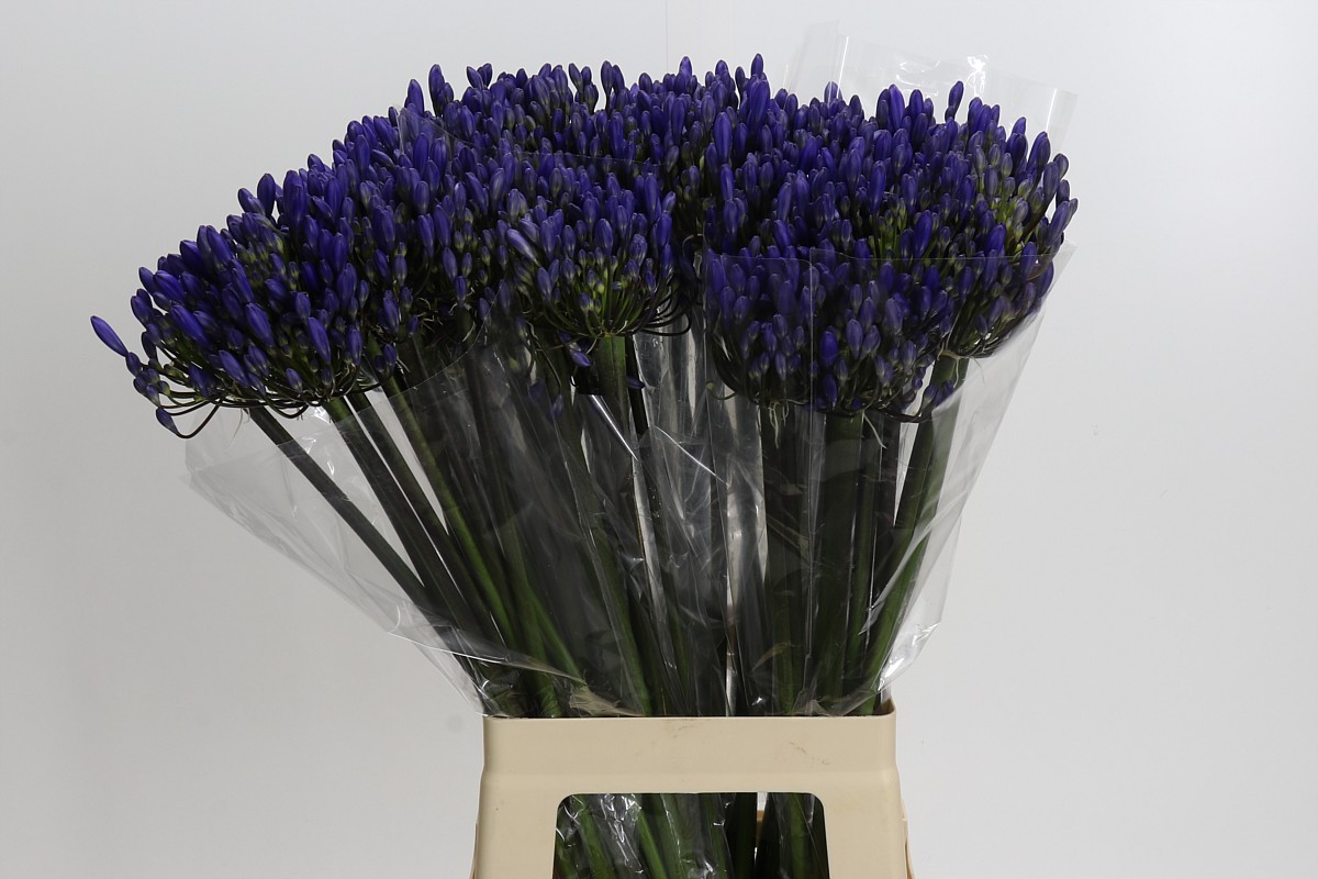 Ramo de Agapanthus Azul