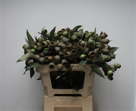 Frutos de Eucalipto Cinerea