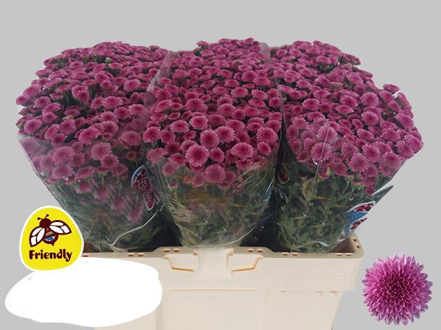 Aster morado fresco en ramo