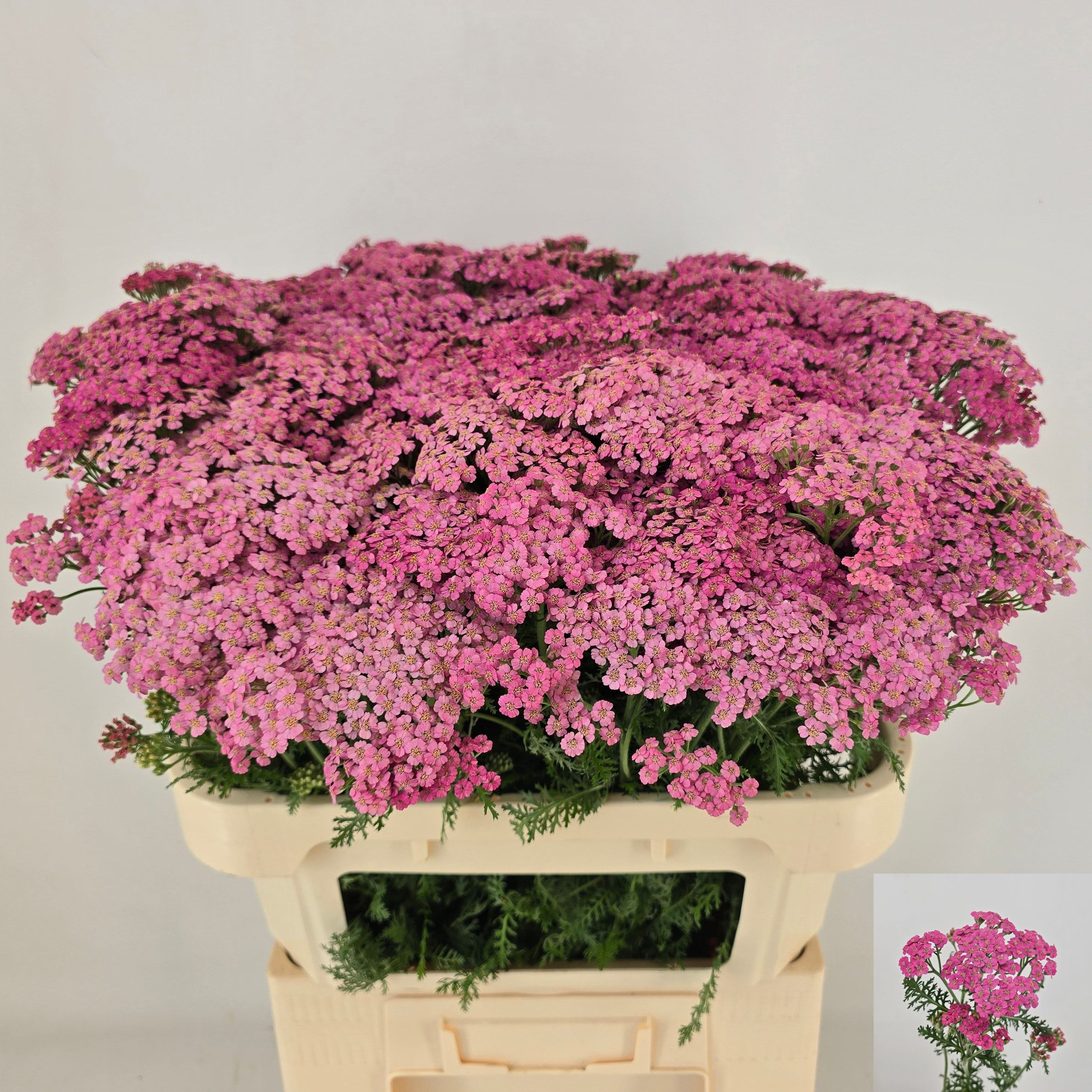 Achillea rosa fresca