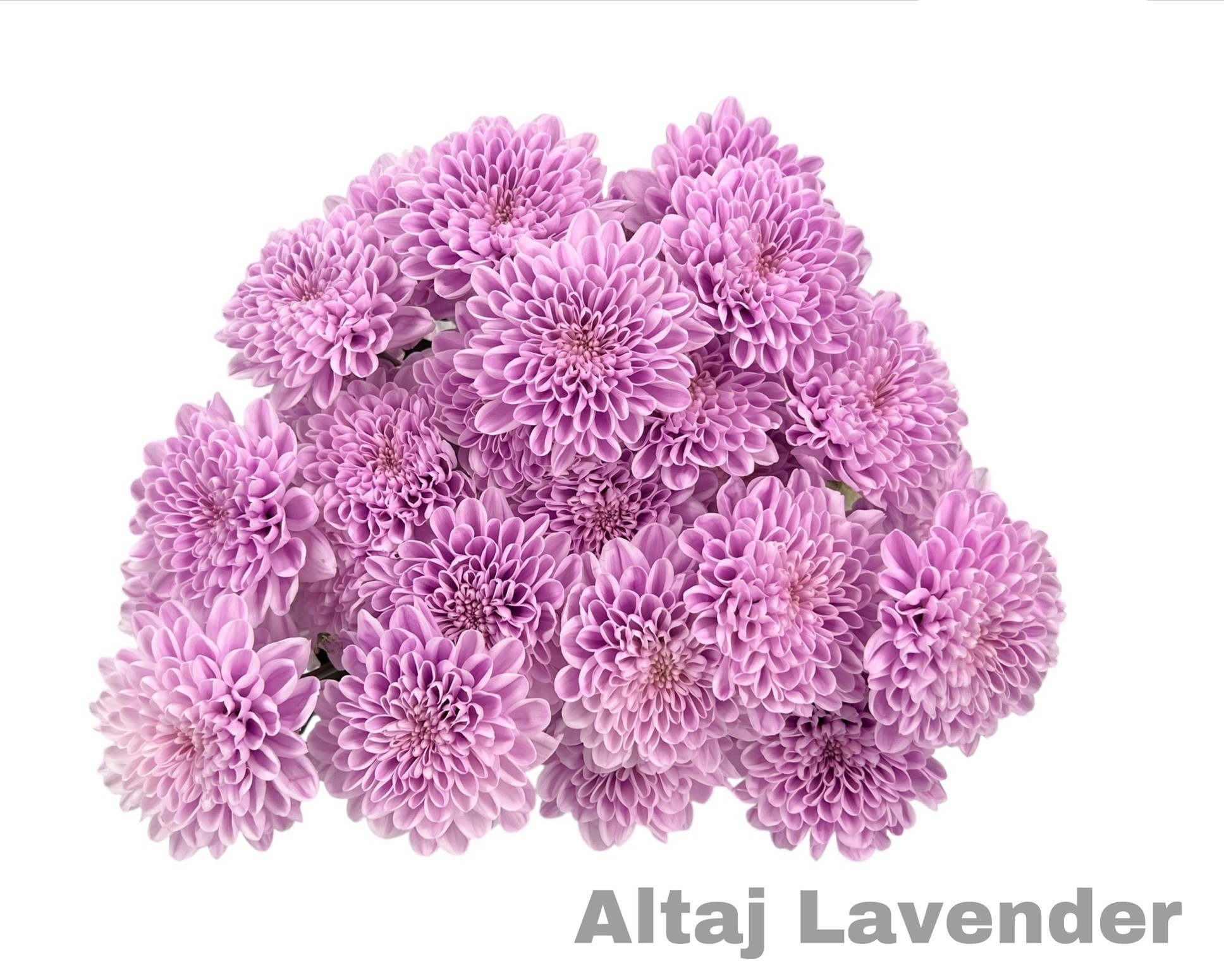 Crisantemos Altaj Lavender