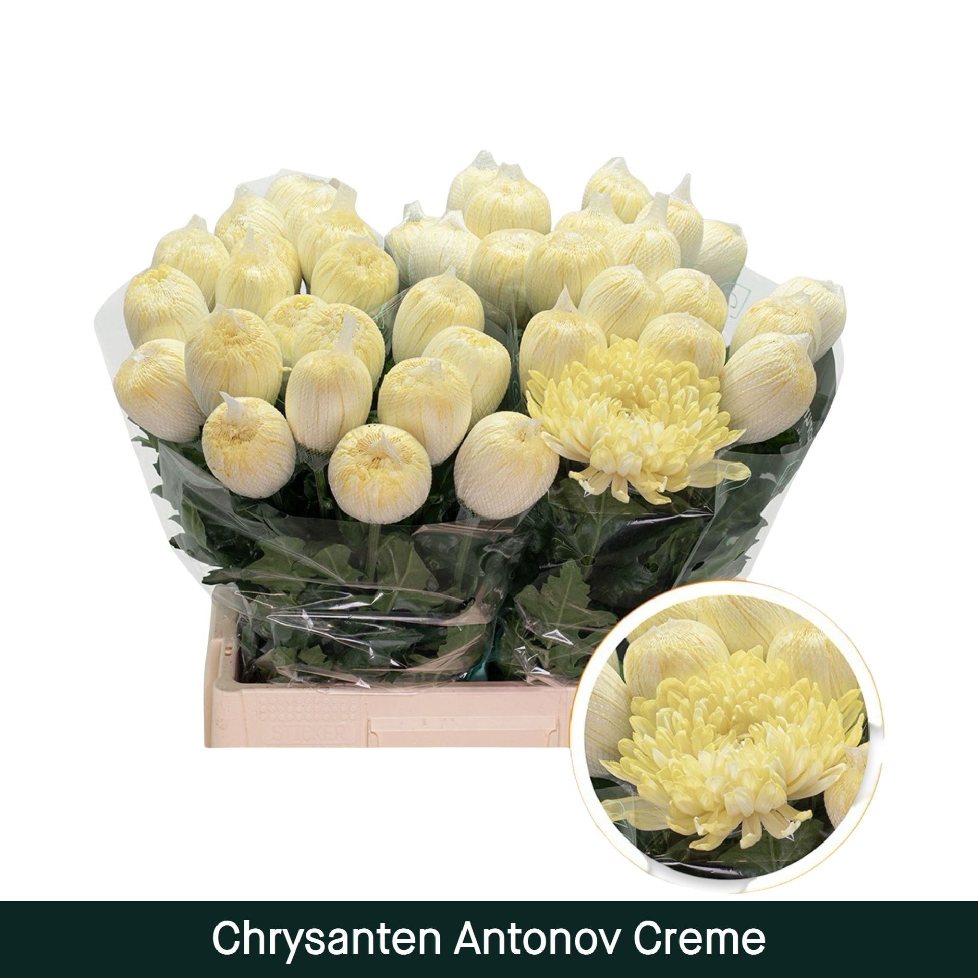 Crisantemo Antonov Creme