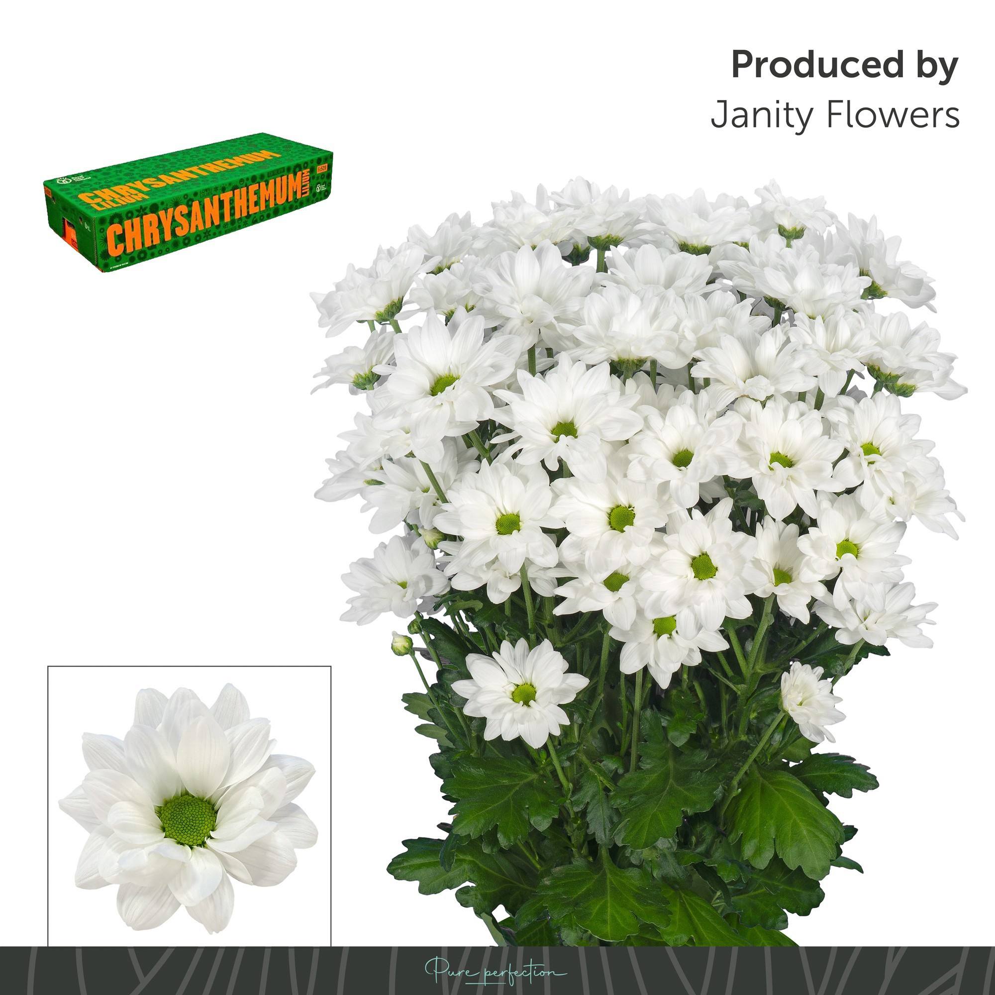 Crisantemo Blanco