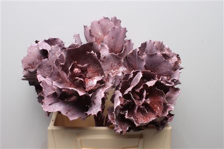 Lechuga Coral Morada