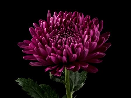 Crisantemo Morado