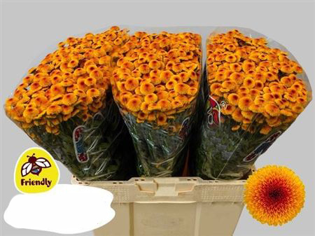 Ramos de Flores Siemprevivas Naranjas
