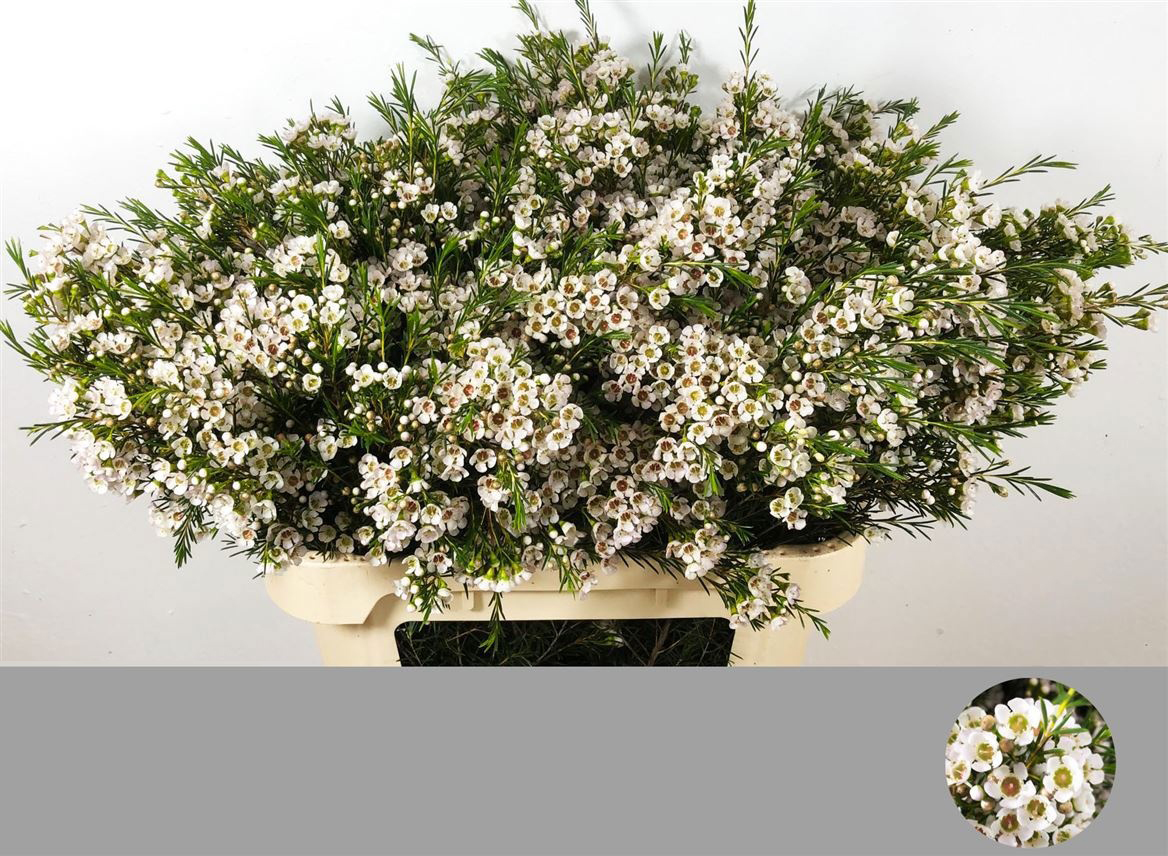 Flores de cera blancas