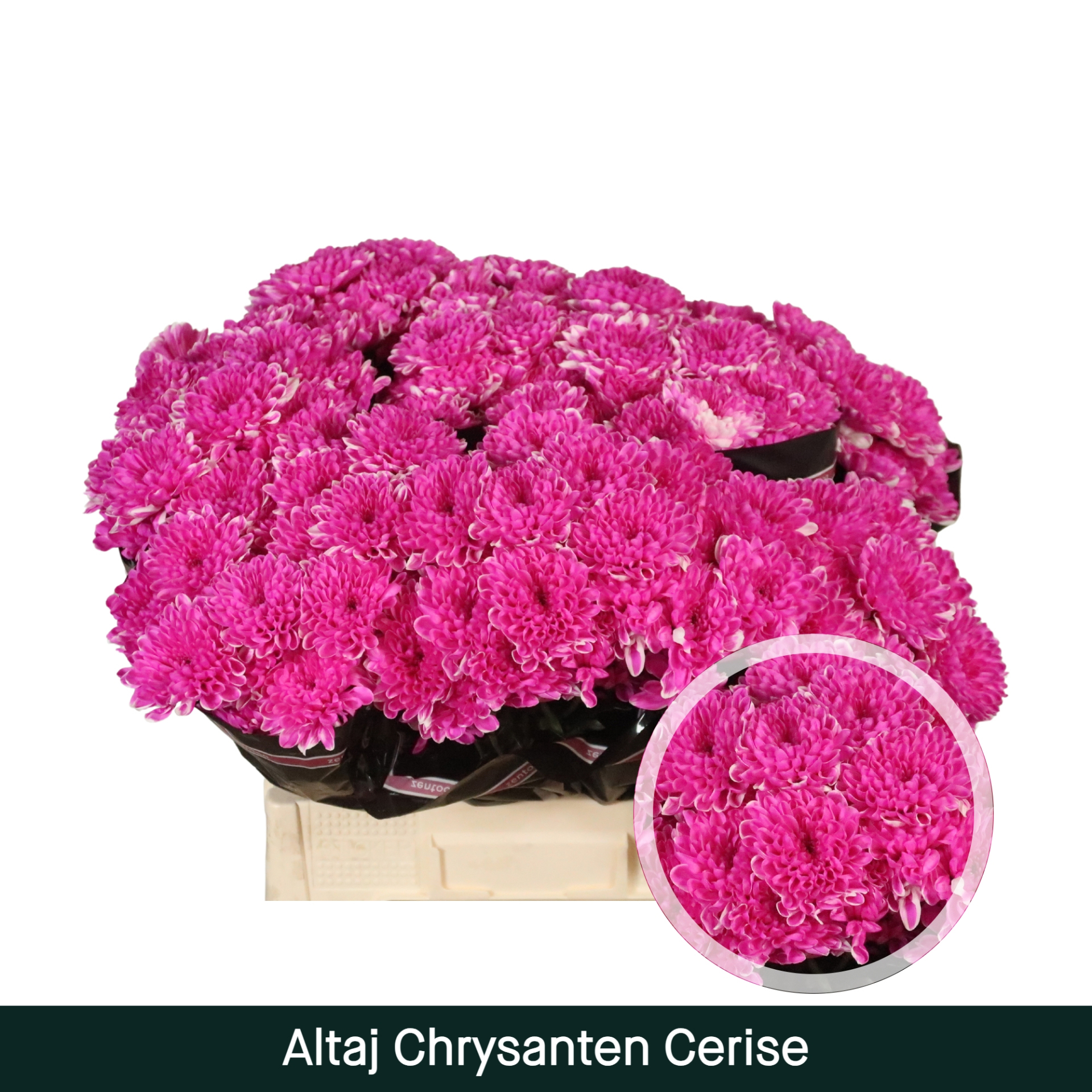 Crisantemo Altaj Cerise