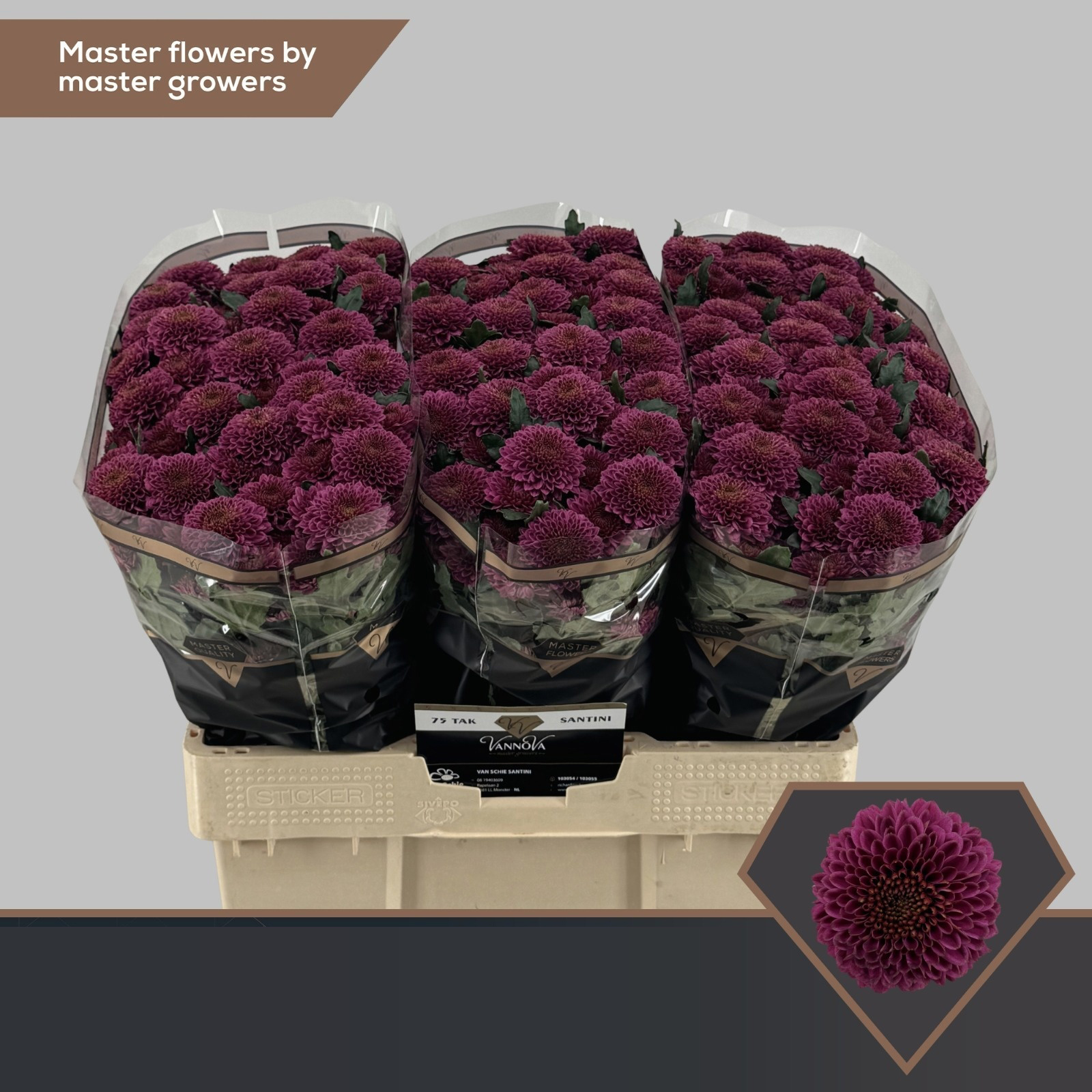 Chrysanthemum Morado en Maceta