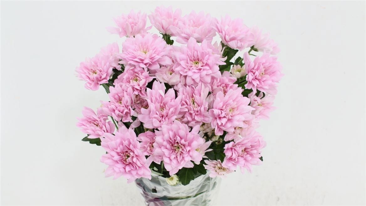 Ramo de Crisantemos Rosas