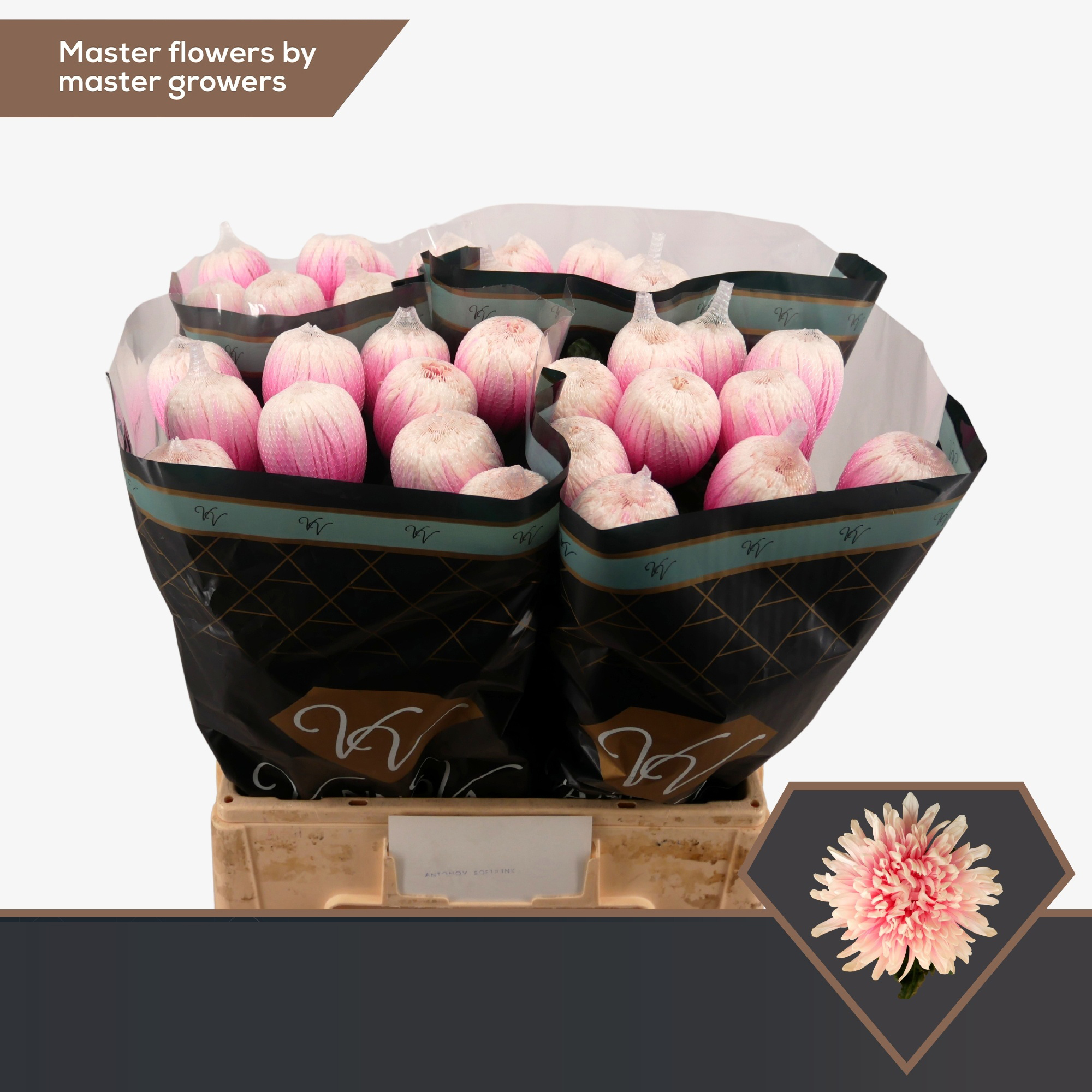 Dalias Rosadas