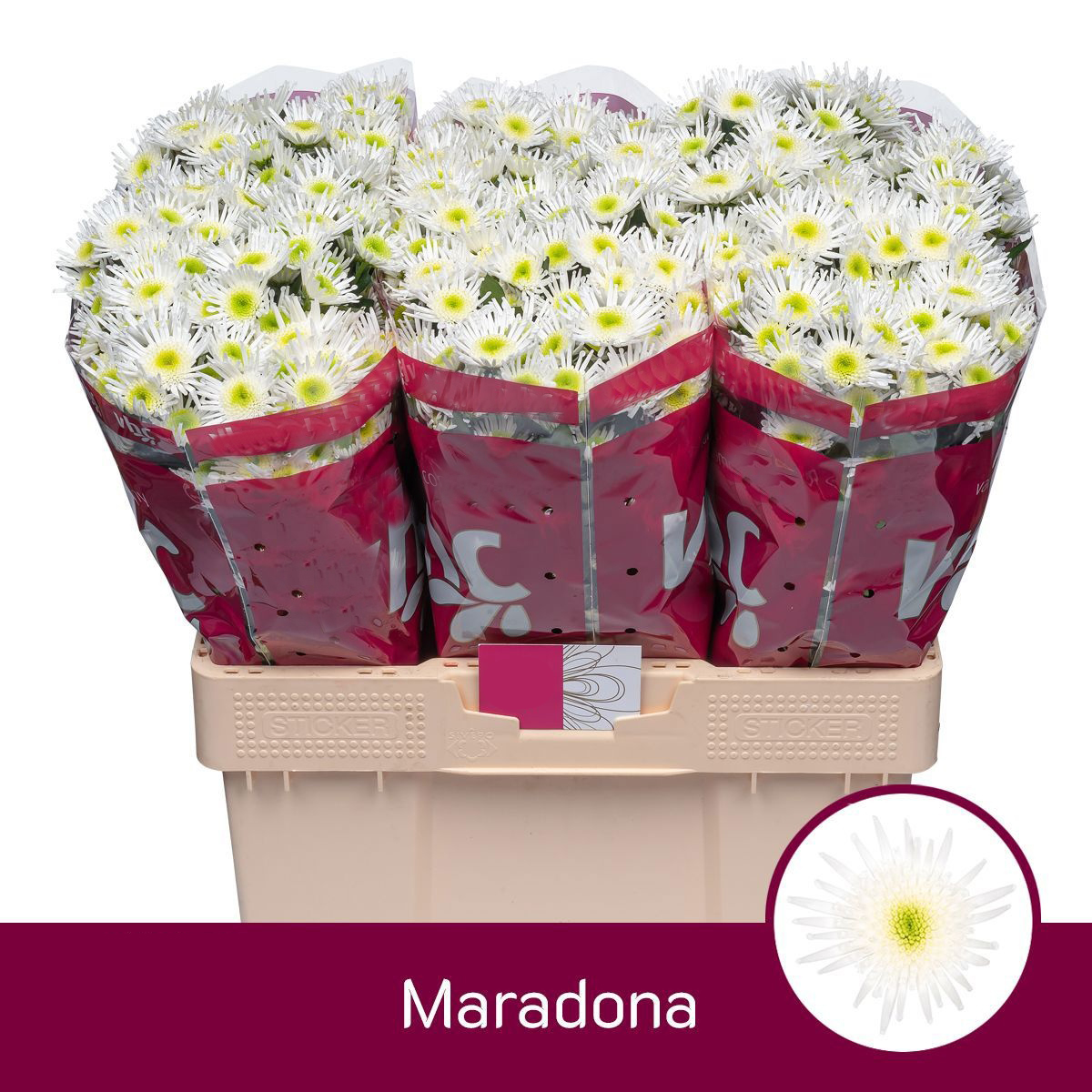 Margaritas Maradona