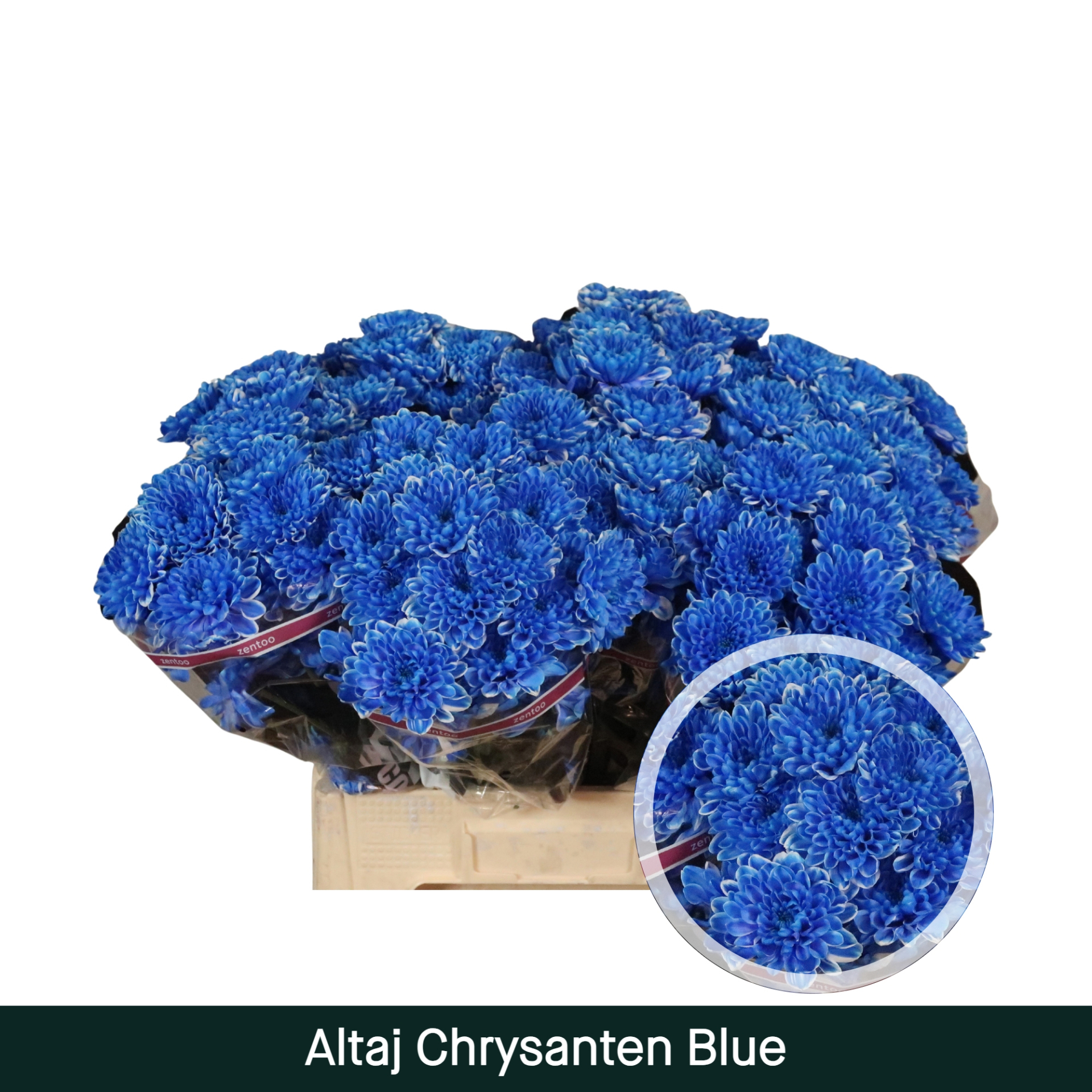 Crisantemo Azul Altaj