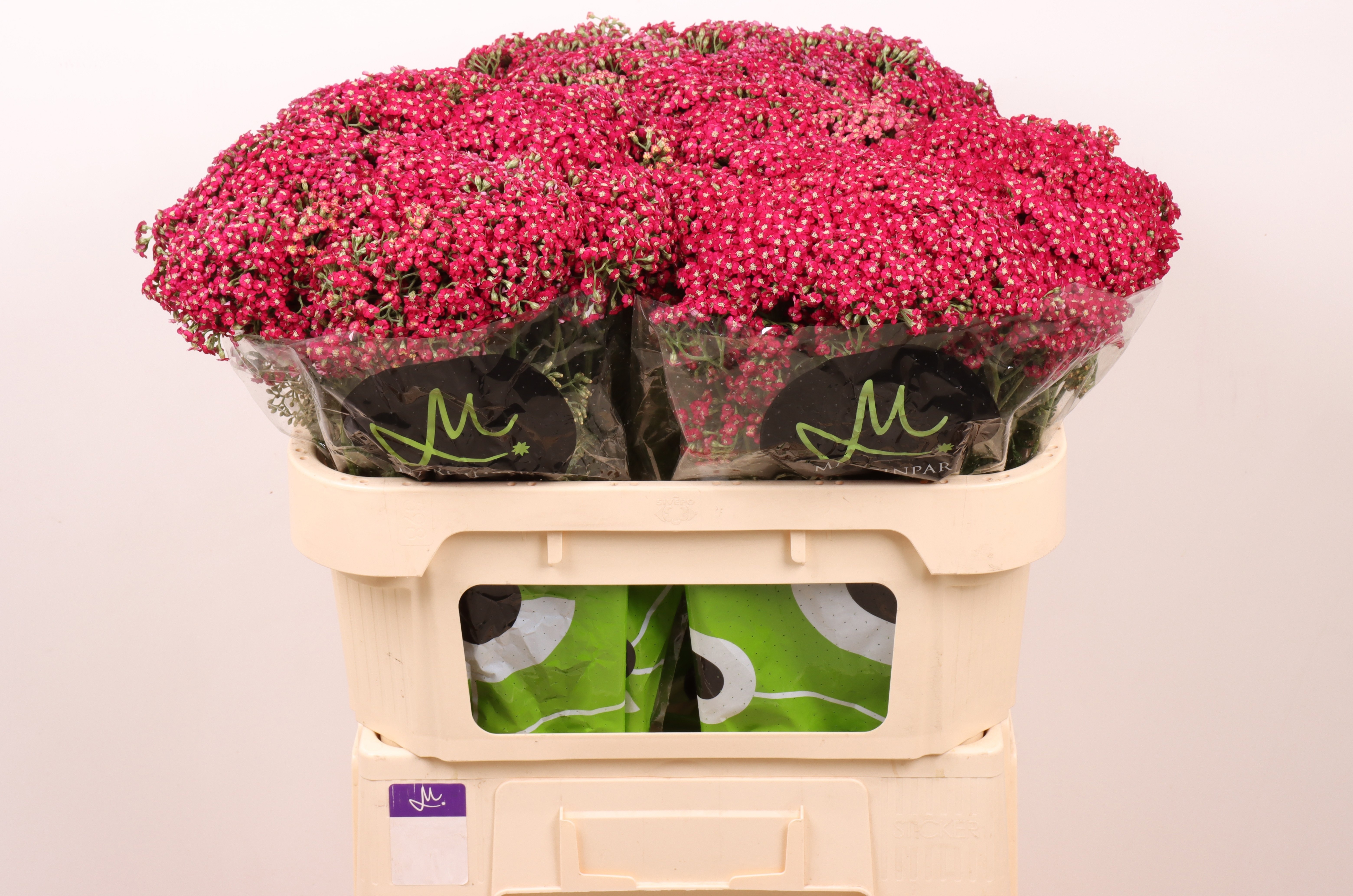 Ramo de flores de brezo rosa