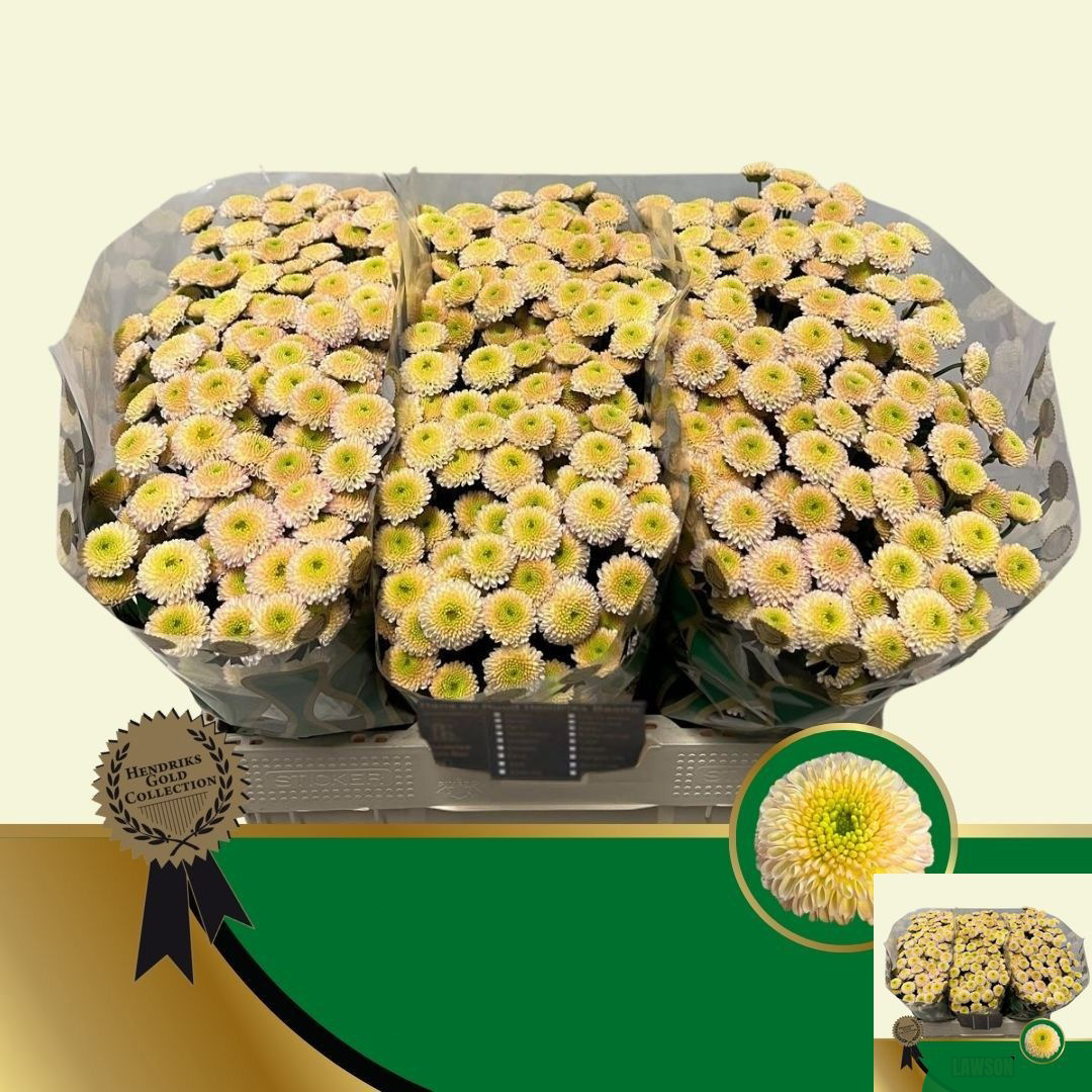 Chrysantemum Anastasia Verde