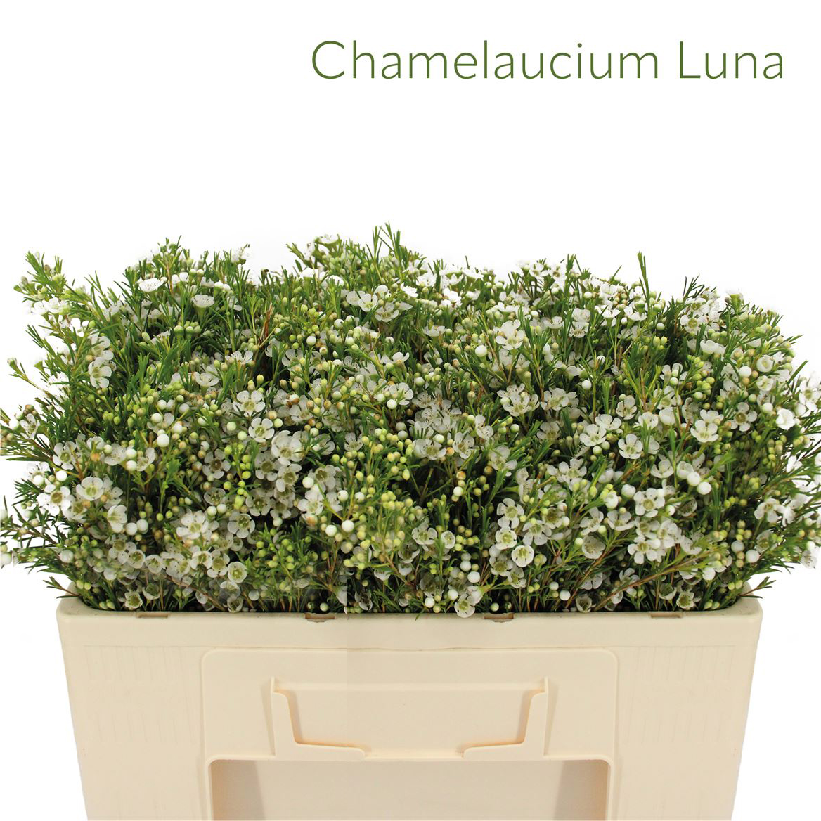 Chamelaucium Luna