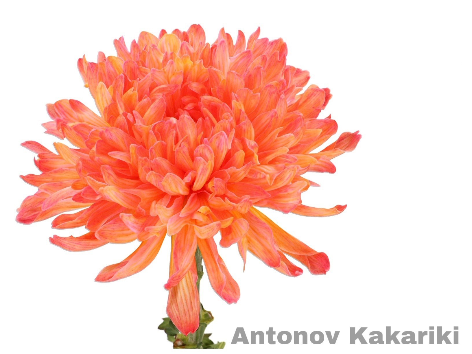Crisantemo Antonov Kakariki