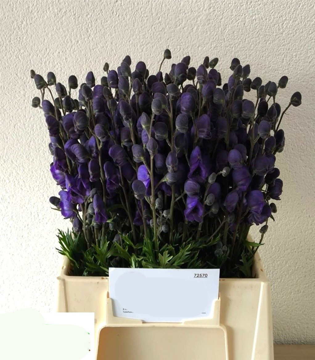 Flores Aconitum Morado