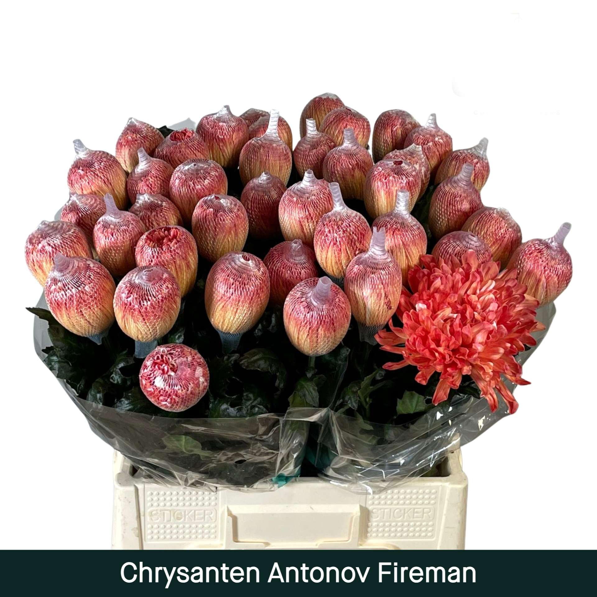Crisantemo Antonov Fireman