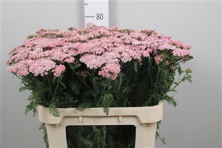 Achillea rosa fresca