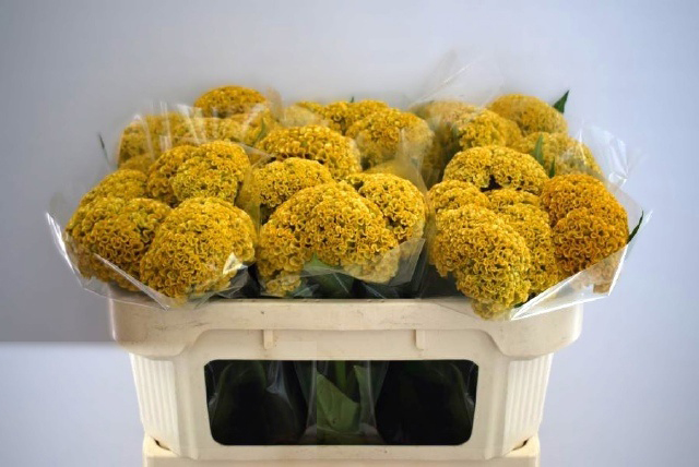 Celosia Amarilla