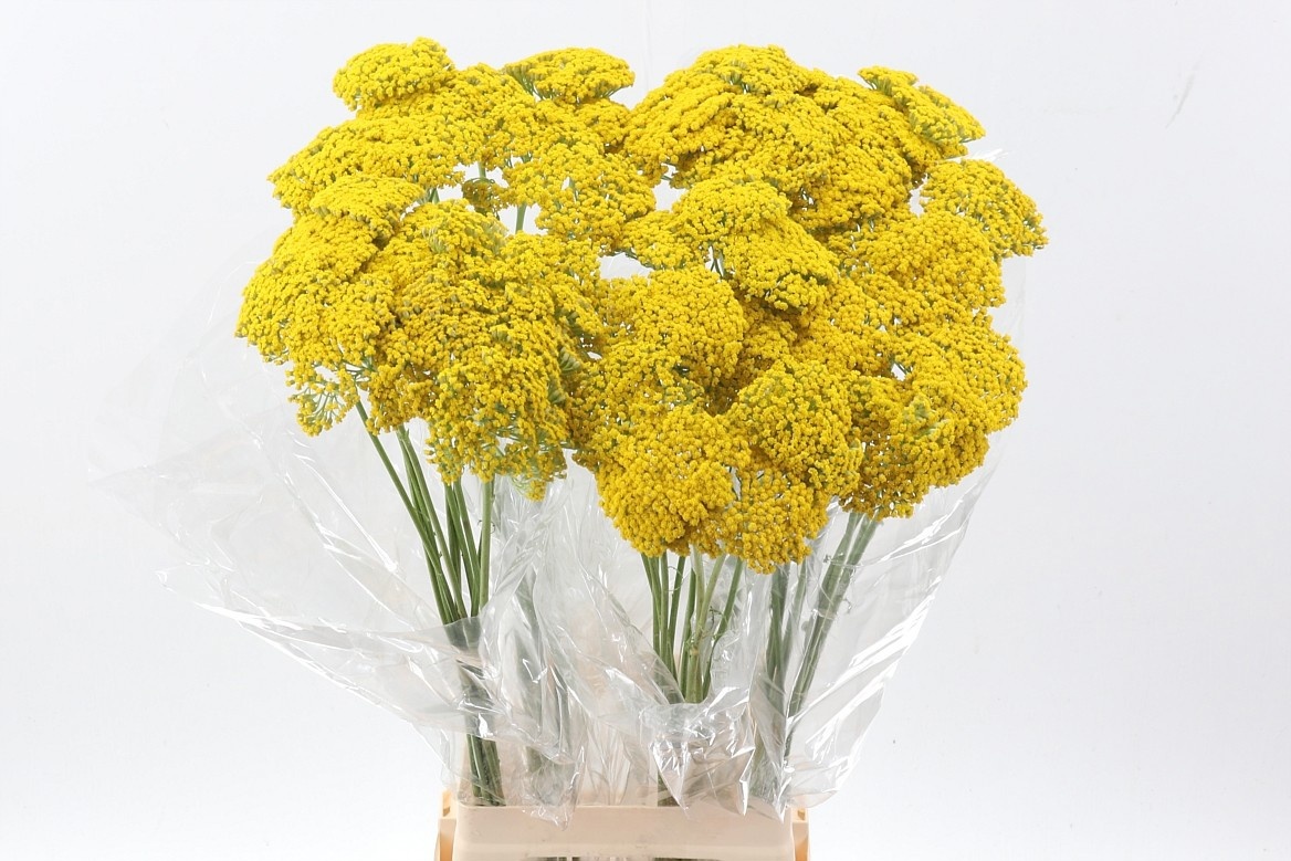 Ramo de Achillea Amarilla