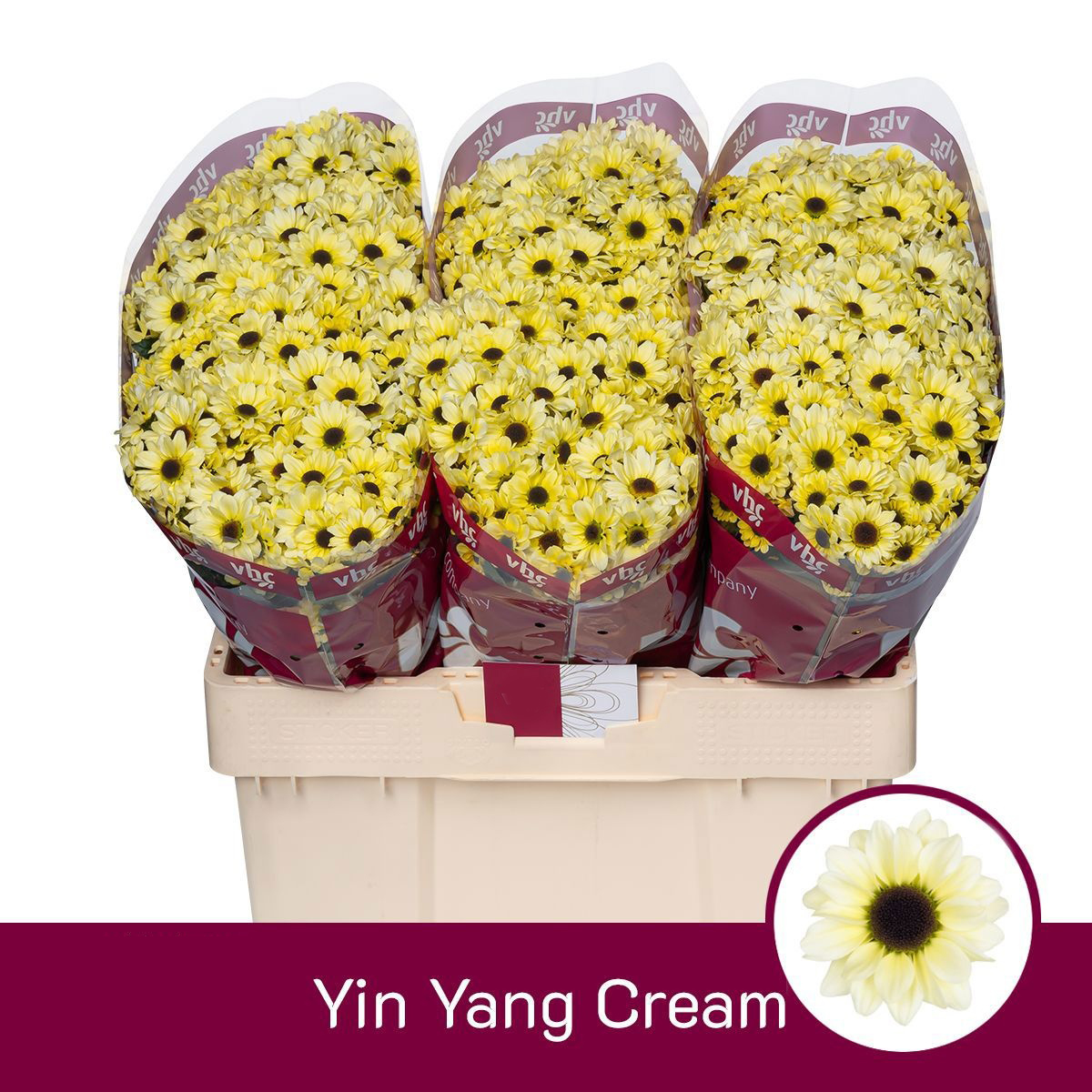 Ramo Yin Yang Cream