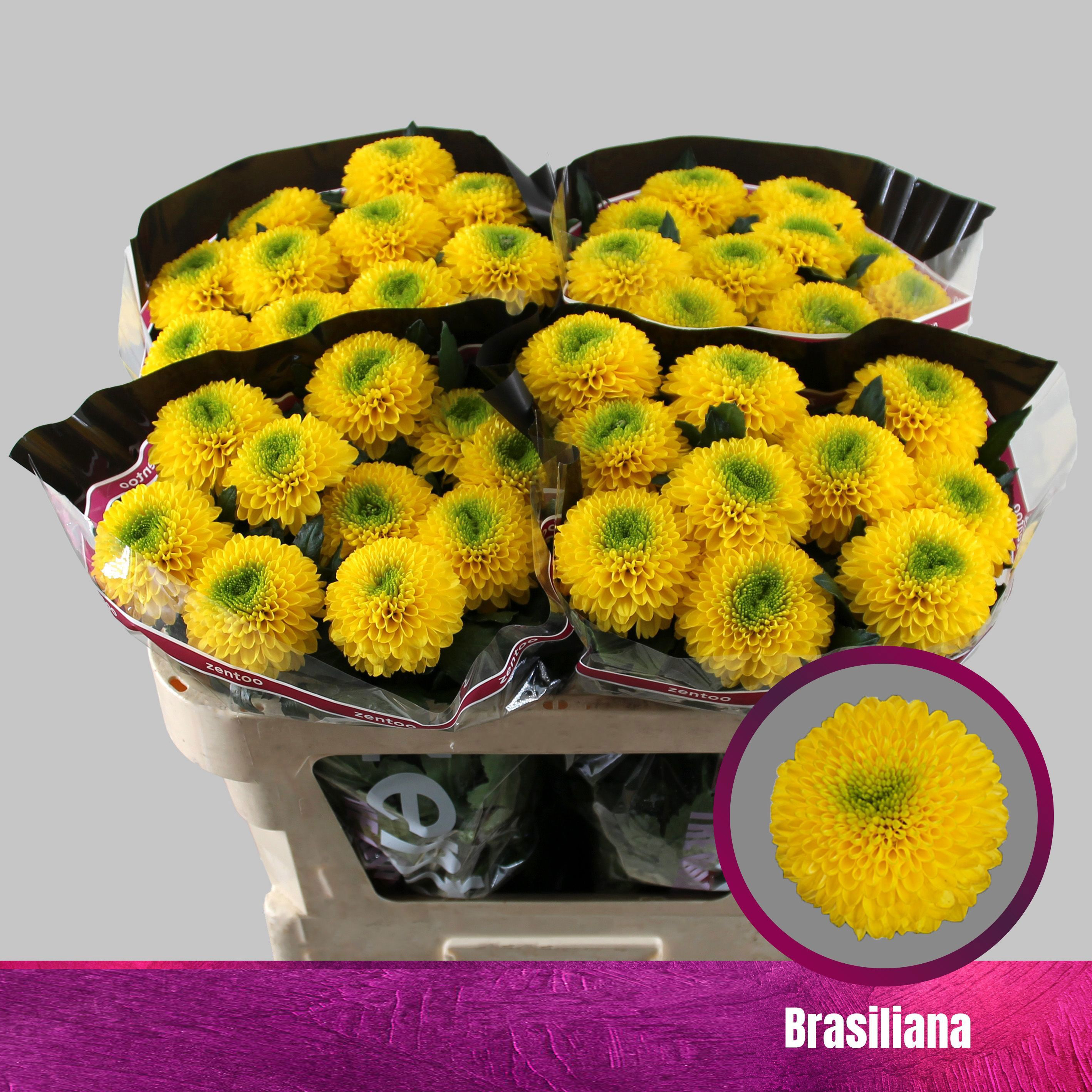 Crisantemo Brasiliana