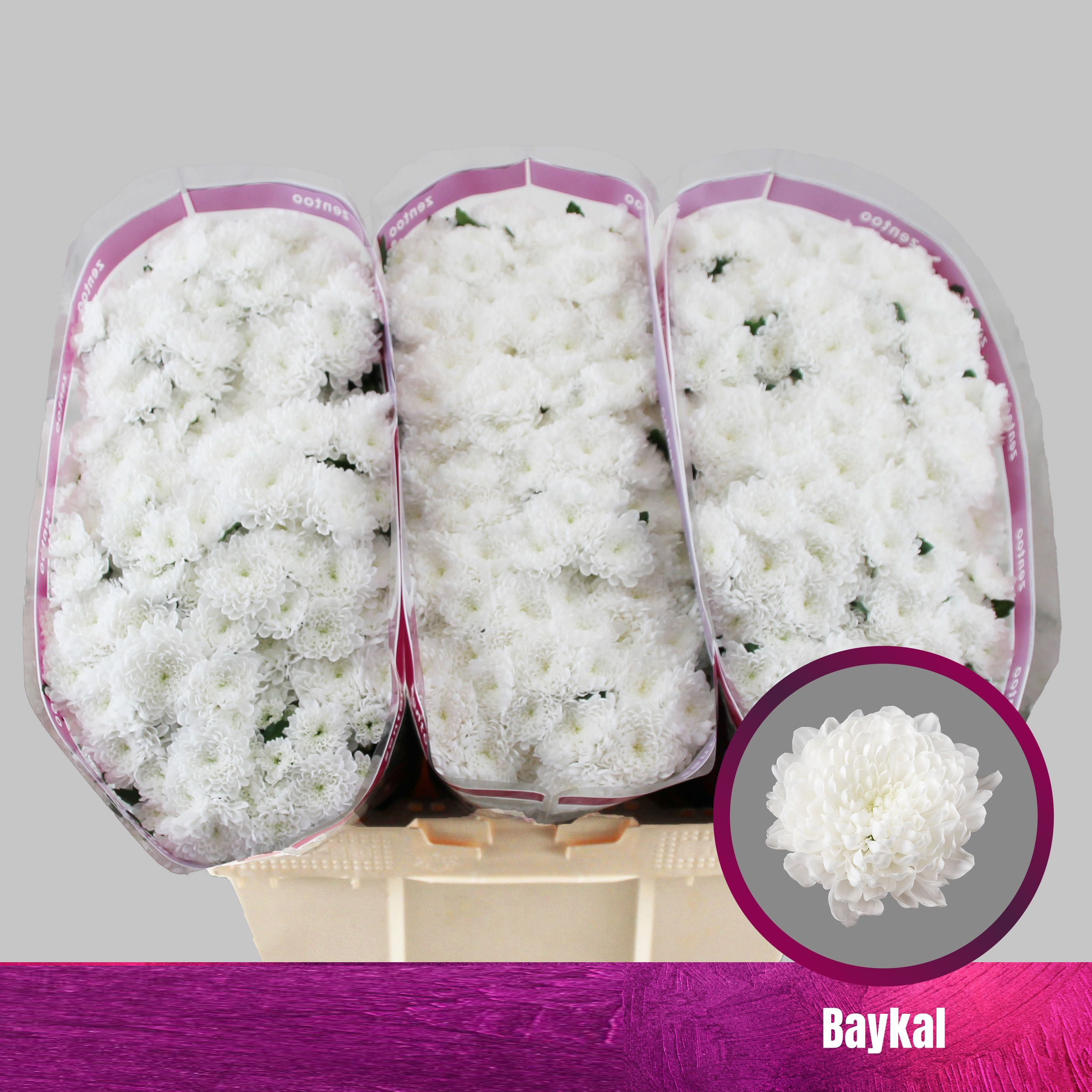 Crisantemo Blanco Baykal