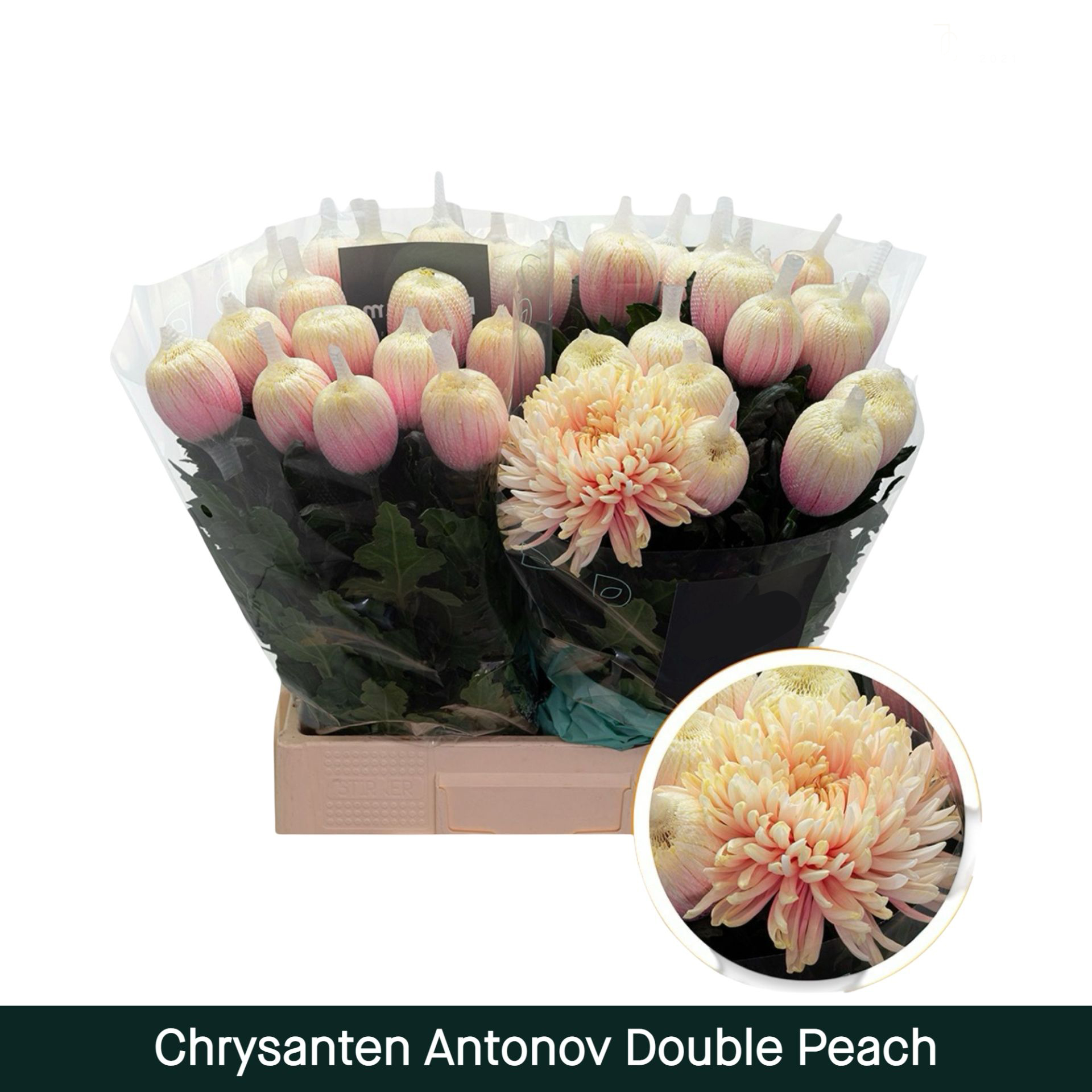 Crisantemo Antonov Doble Durazno