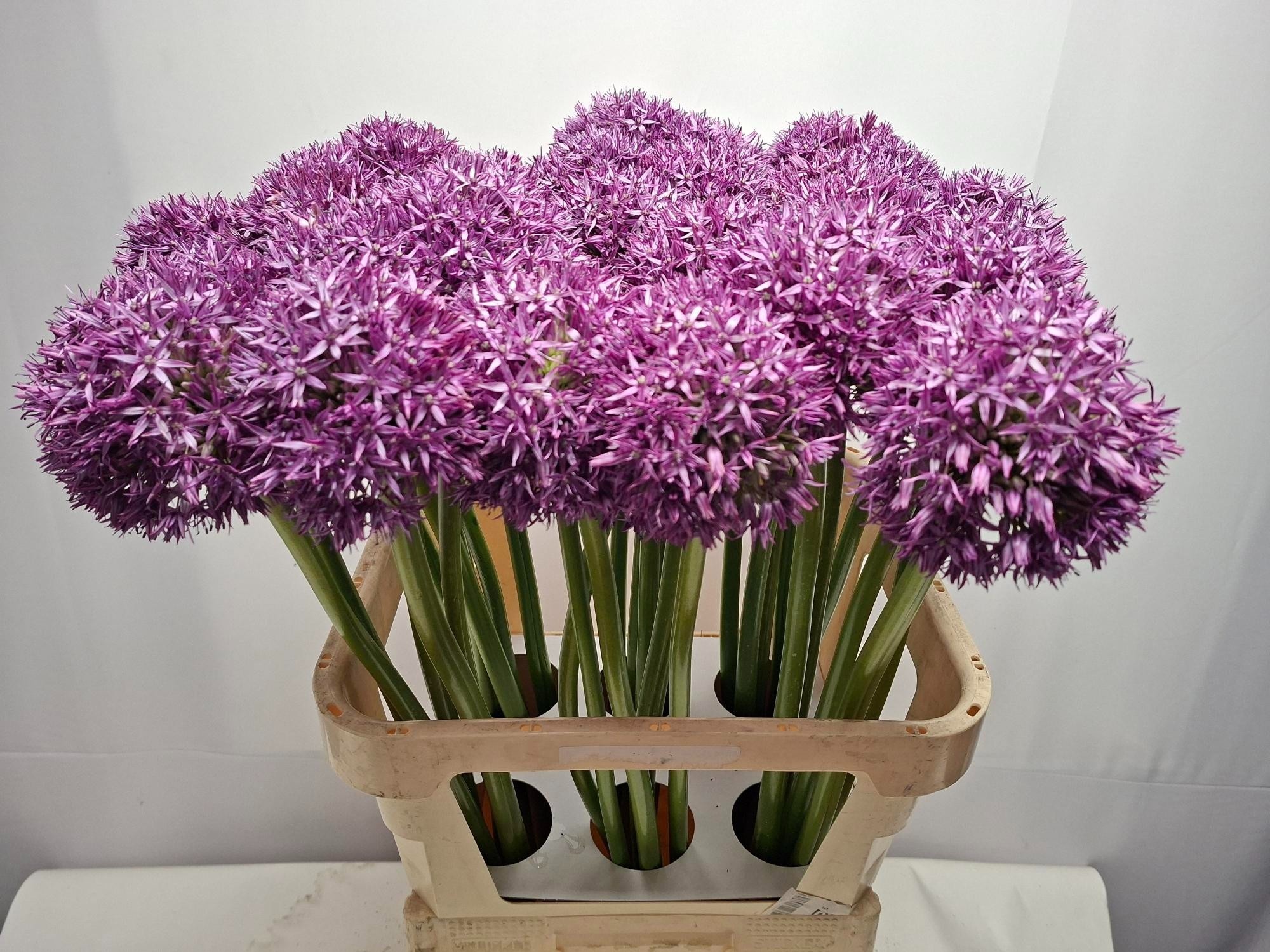Allium Giganteum Morado