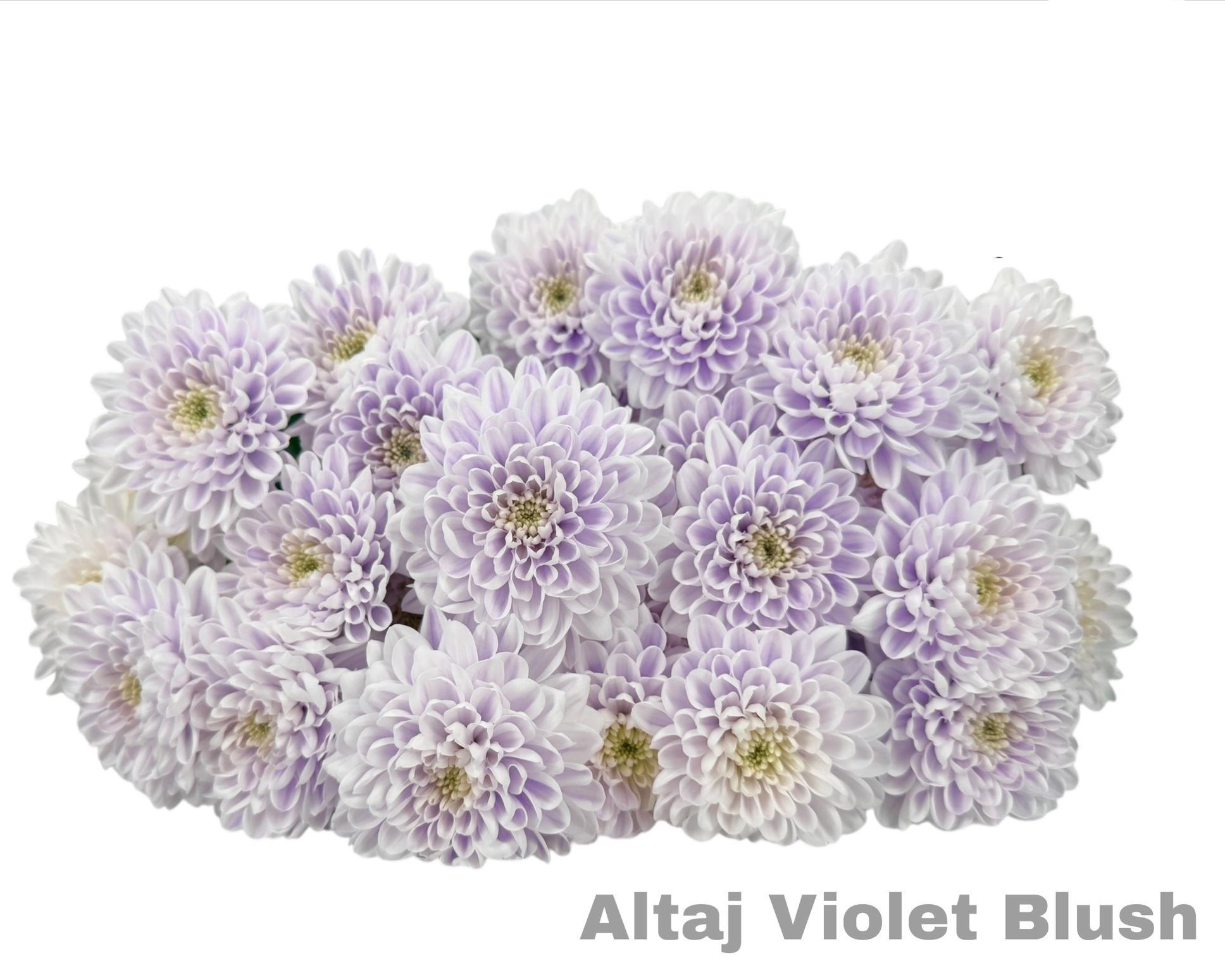Dalia Altaj Violet Blush