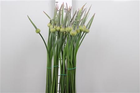 Allium Giganteum Fresco
