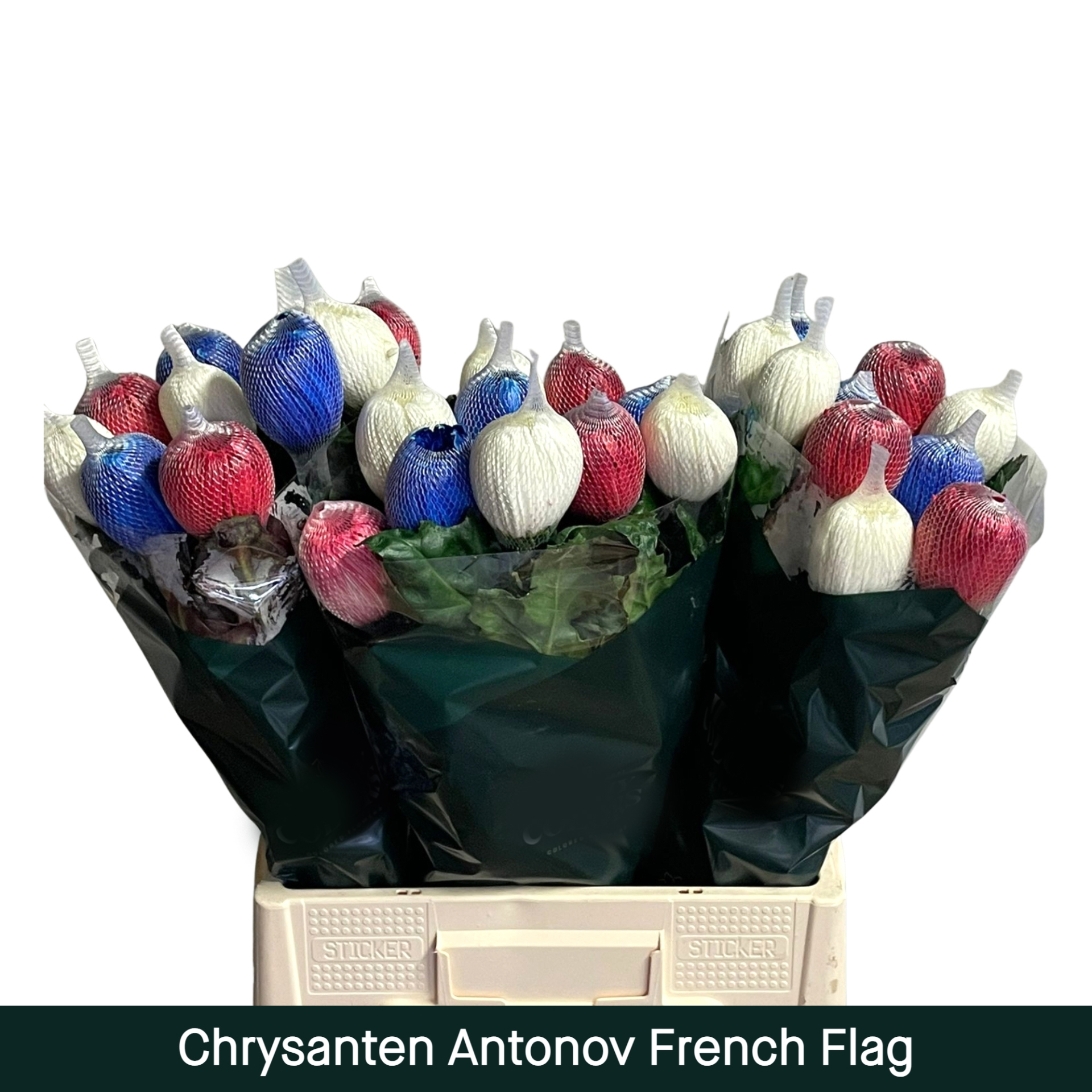 Crisantemos Antonov Bandera Francesa