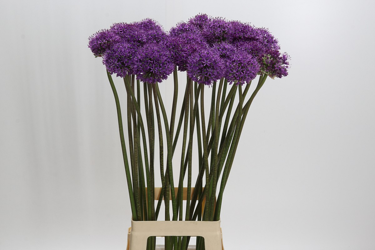 Ramo de Allium Gigante