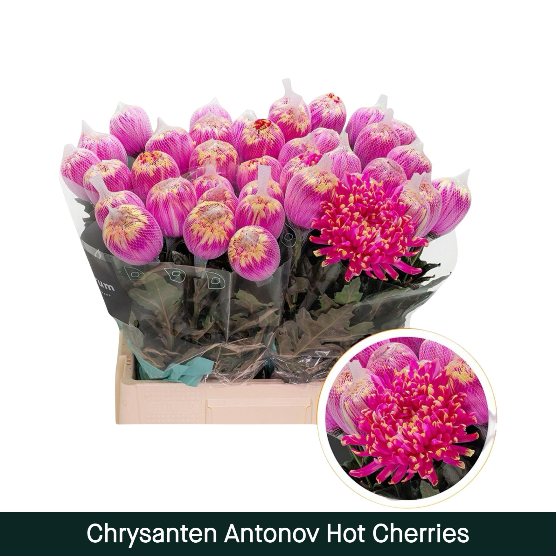 Chrysanten Antonov Hot Cherries