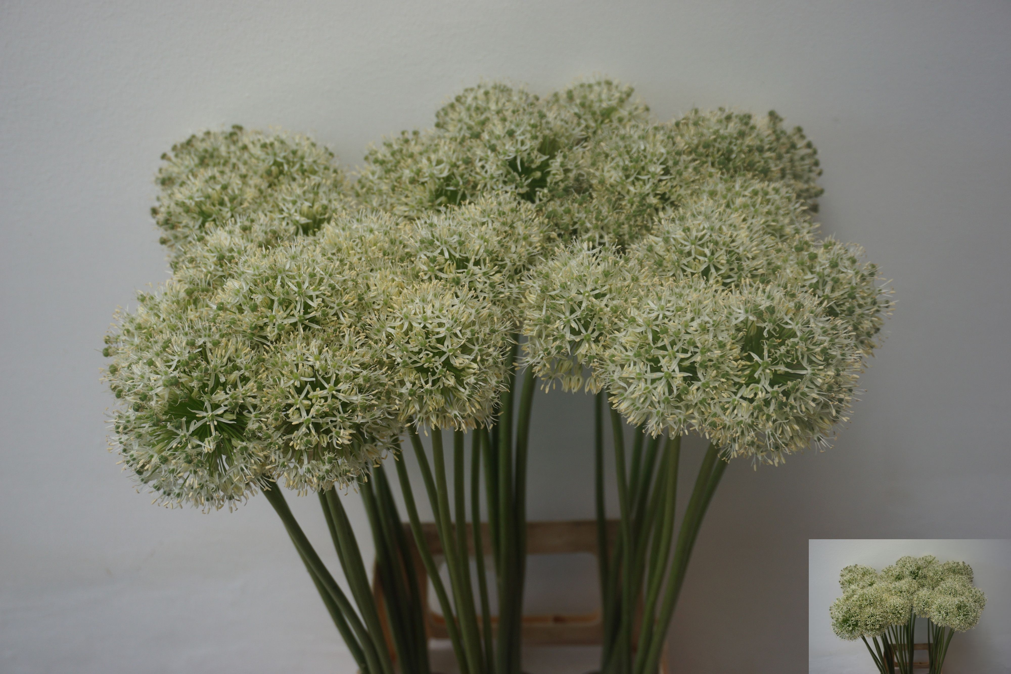 Ramo de Allium Blanco