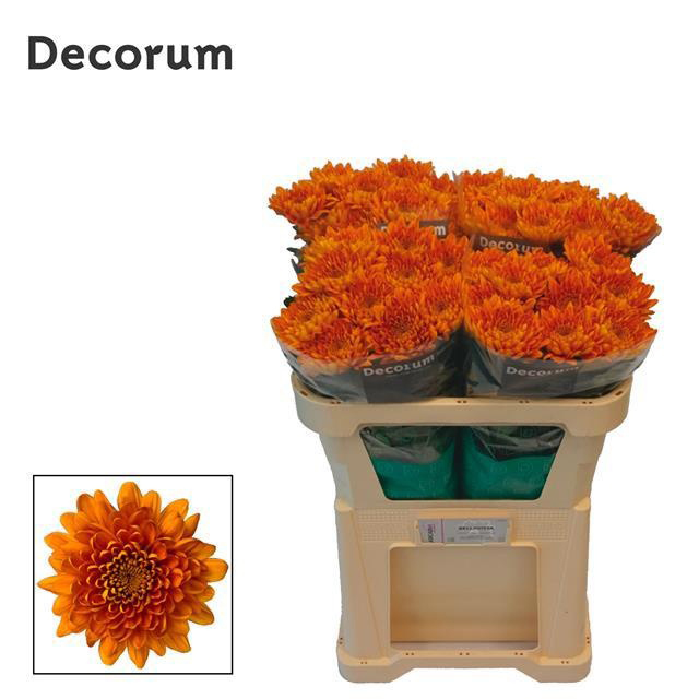 Crisantemo Naranja Decorum