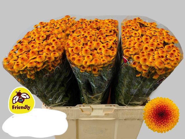 Ramo de Siempreviva Naranja