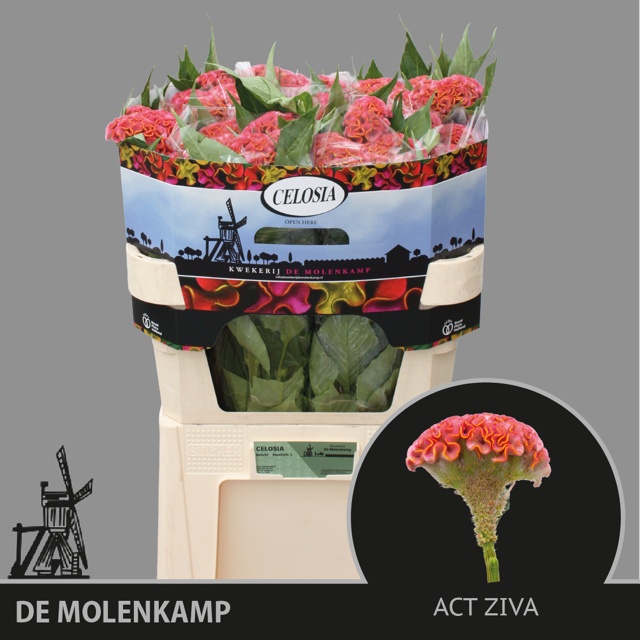 Celosia Act Ziva