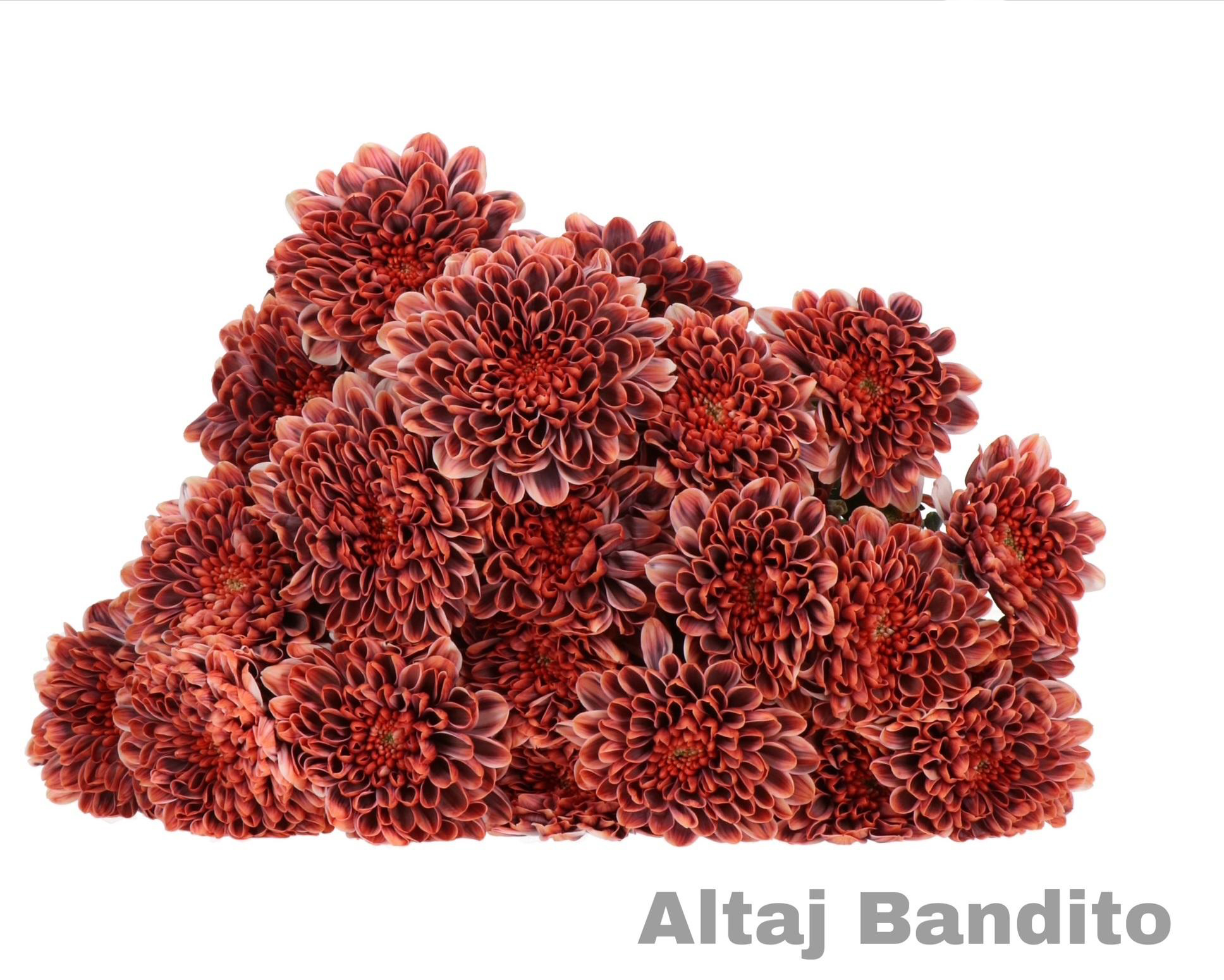 Chrysanthemum Altaj Bandito