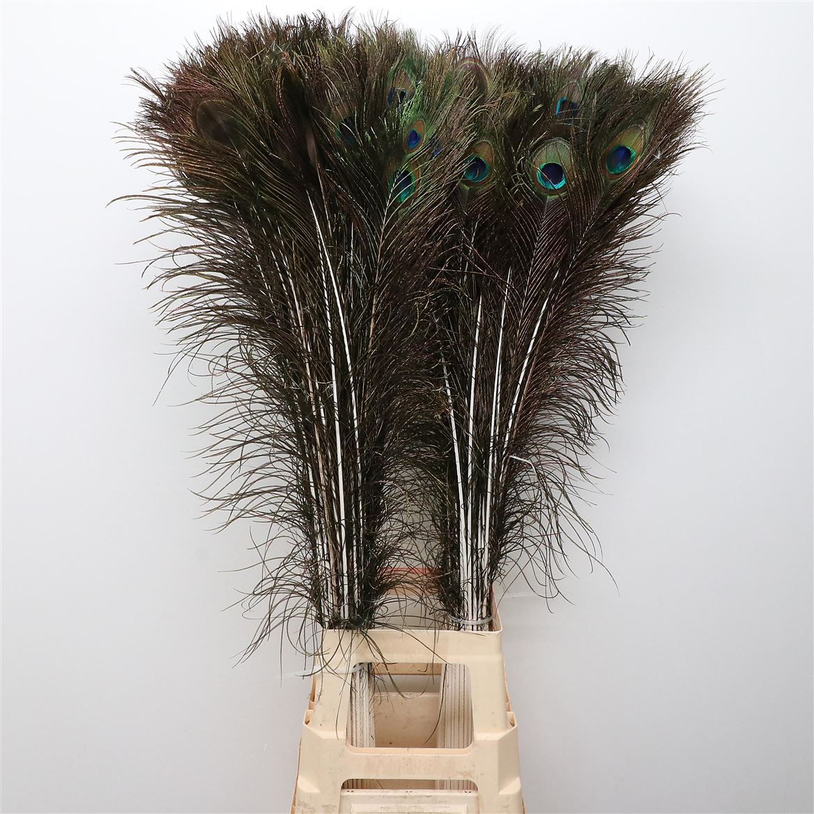 Plumas de pavo real naturales