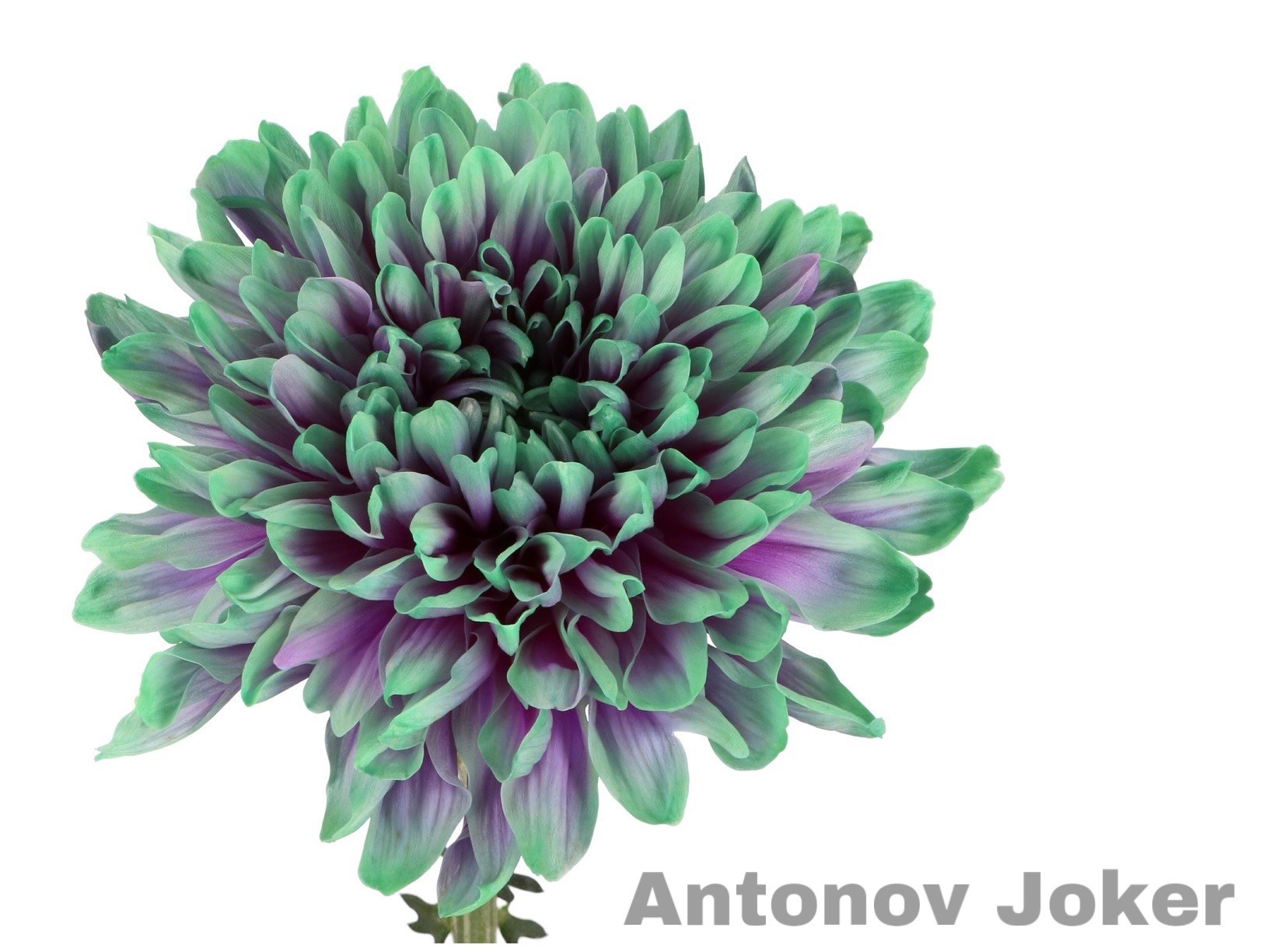 Dalia Antonov Joker