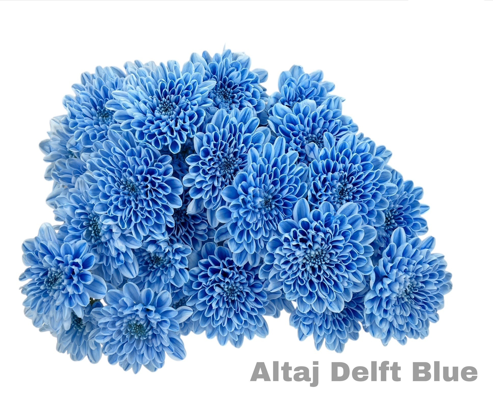 Crisantemos Azules Altaj Delft