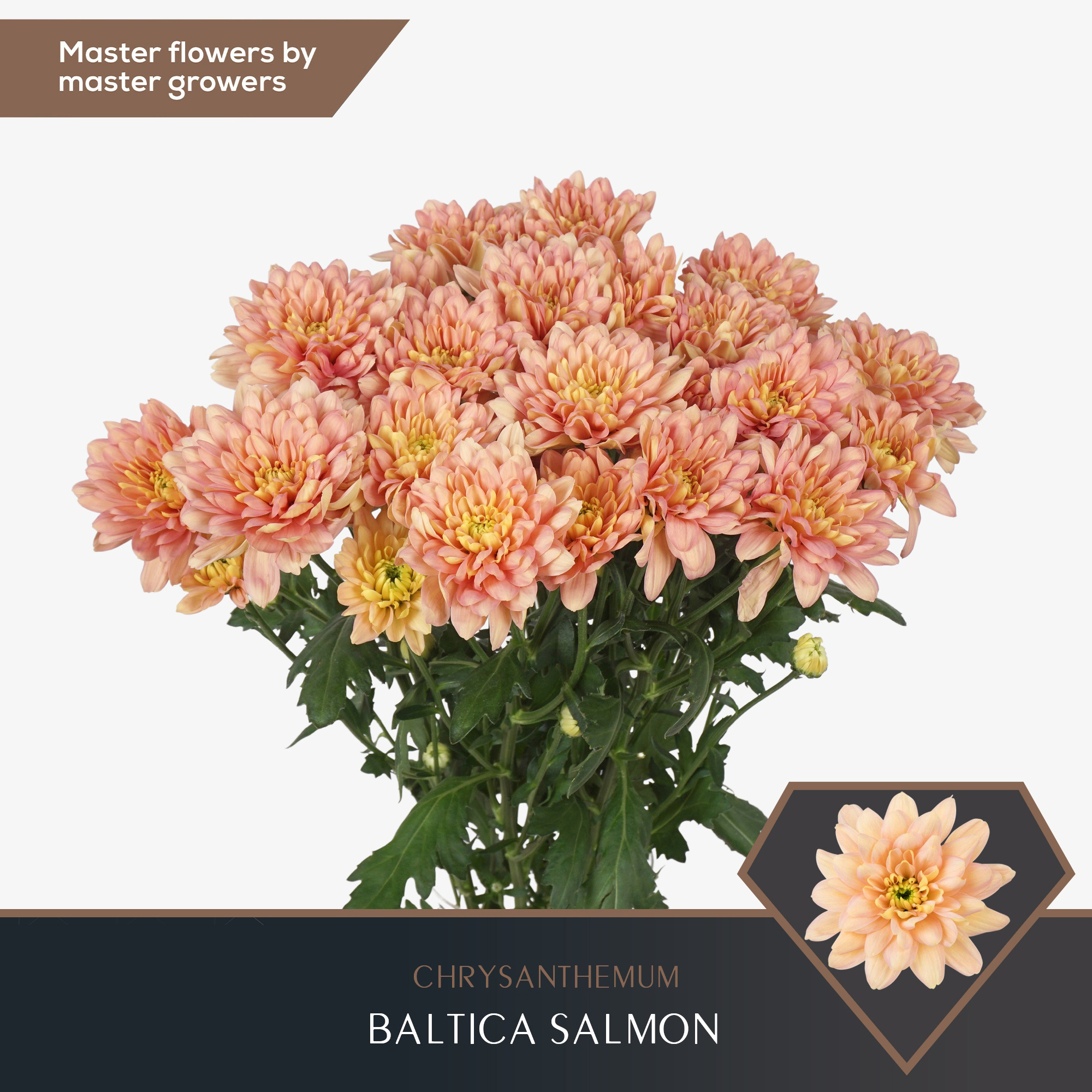 Crisantemo Baltica Salmón