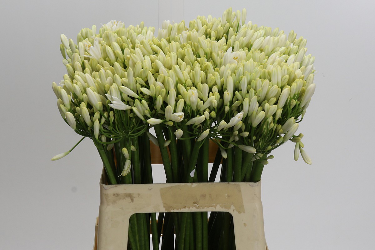 Ramo de Agapanthus Blancos