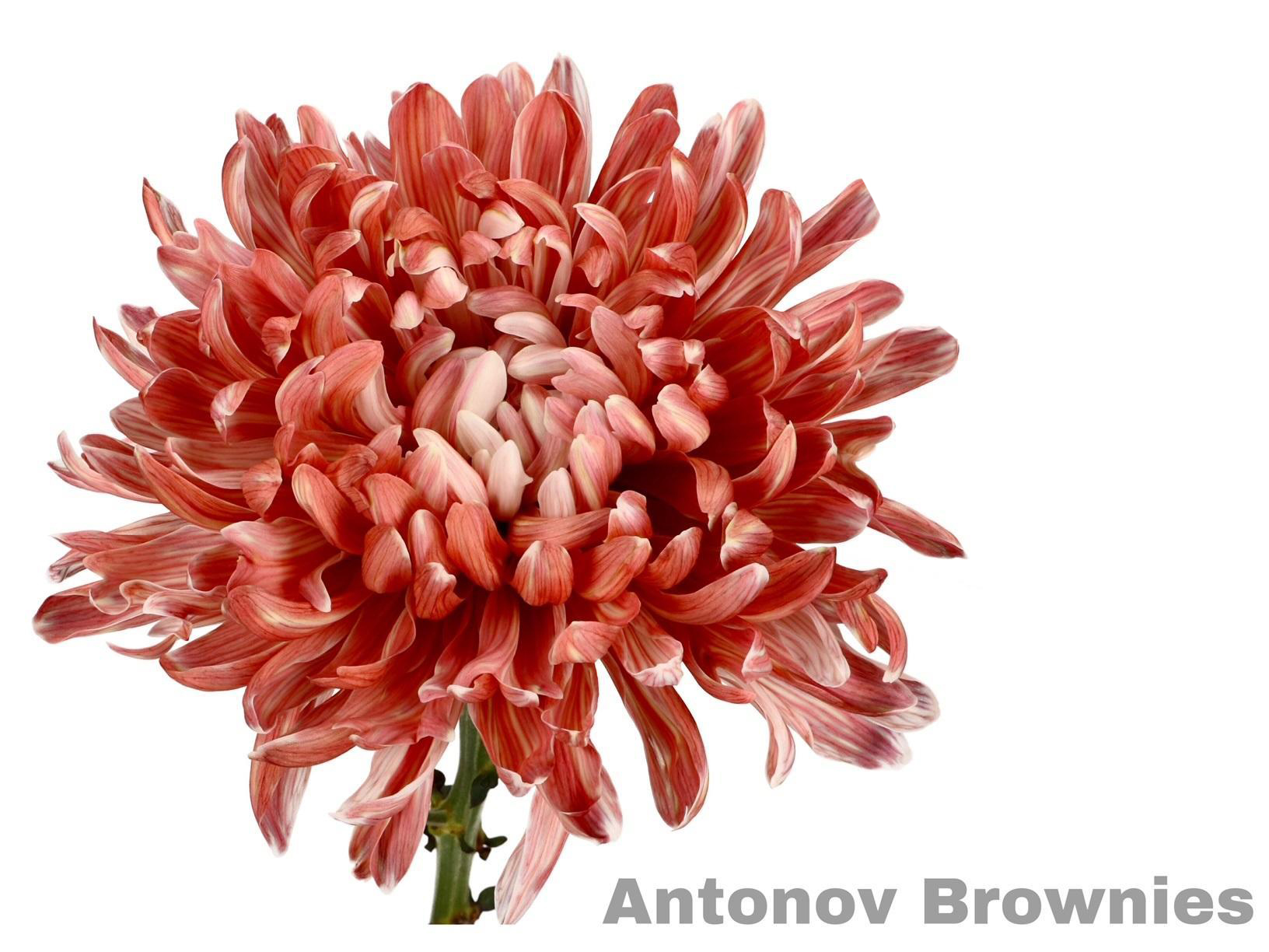 Crisantemo Antonov Brownies