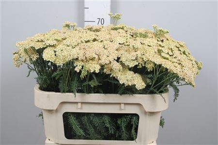 Achillea Amarilla